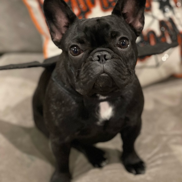 Meet your Posher, Tessa - Picture 3 of 11